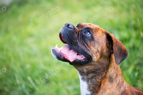 Preview: dog