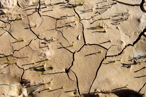 Preview: Cracked Soil and New Growth on Arid Land