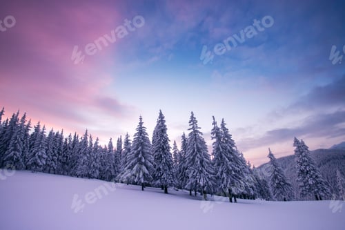 Preview: Dramatic wintry scene with snowy trees