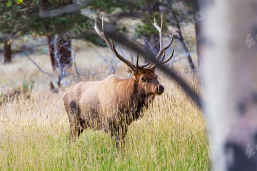 Majestic Elk Stands Tall in Mountain Meadow