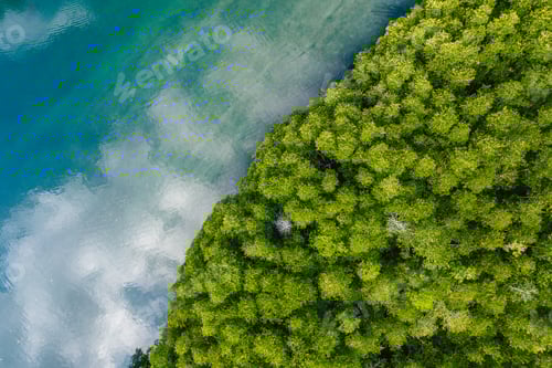Preview: Sea and mangrove trees high angle view