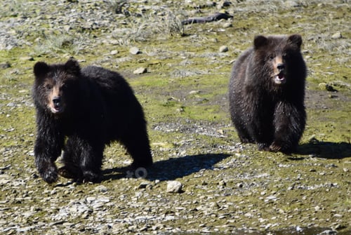 Preview: Baby grizzly bear cubs crying for Momma as they approach us