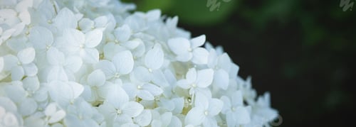 Preview: Light floral and deciduous natural background. Very bright colored background.