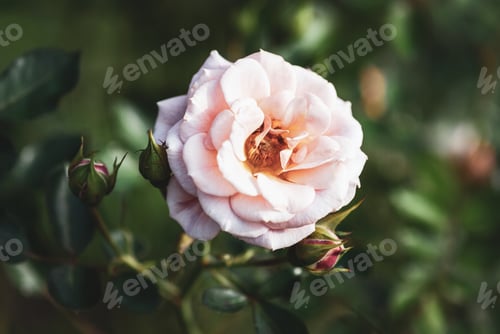 Preview: Pink rose in autumn garden, Absent Friends floribunda rose by Dickson, Ireland