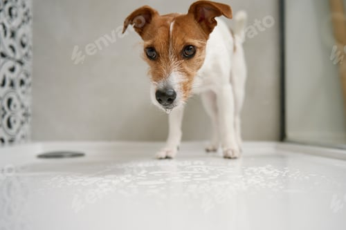 Preview: Small Dog Standing on White Surface with Bubbles
