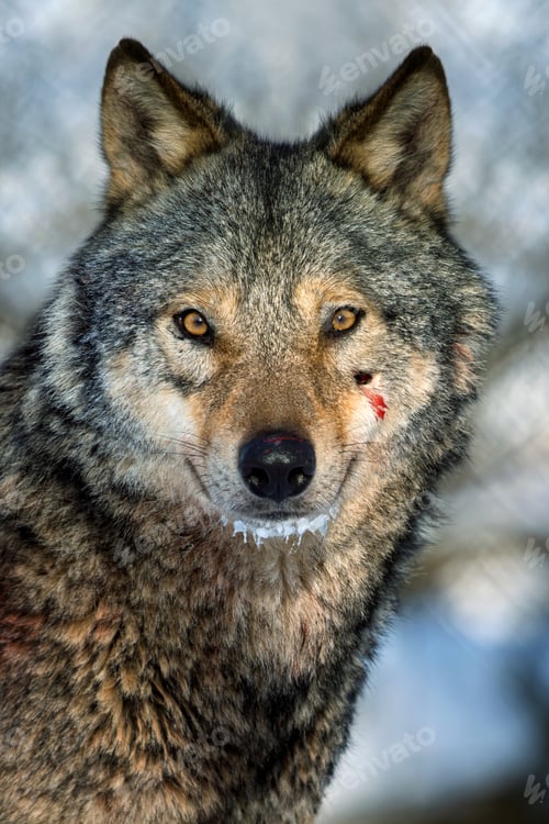 Preview: Wolf stands in a snowy forest with a small wound on its face during winter months
