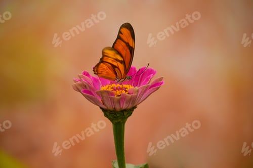 Preview: Butterfly