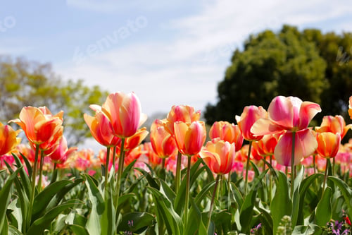 Preview: Beautiful tulip flower garden. The Expo 70 Commemorative Park, Osaka, Japan