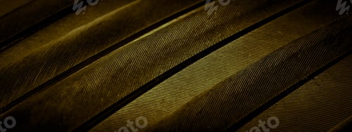 Preview: gold feather pigeon macro photo. texture or background
