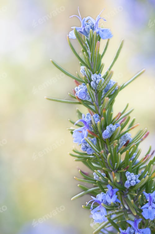 Preview: Rosemary flowers