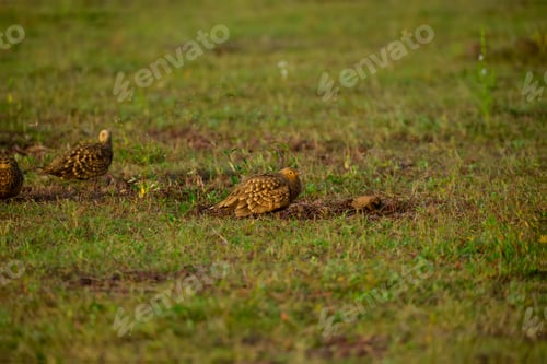 Preview: three small birds and two baby birds standing in a grassy field