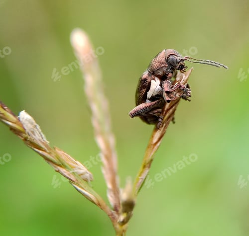 Preview: Insect