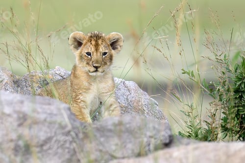Preview: Lion cub