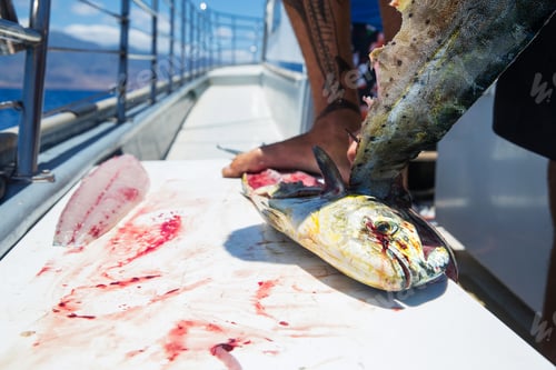 Preview: Fresh cut fish on an ocean charter boat