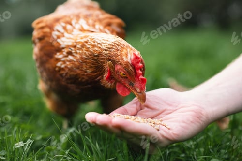 Preview: Farmer is feeding hen from hand