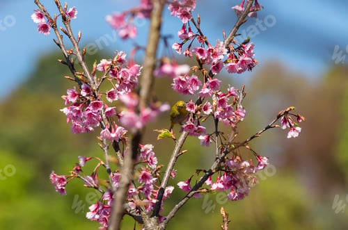 Preview: The yellow bird (oriental white-eye) on the pink sakura