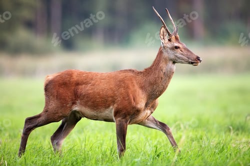 Preview: Young red deer in a clearing