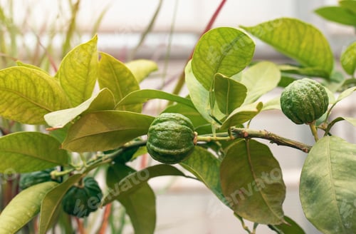 Preview: green citrus fruits on a branch in the garden