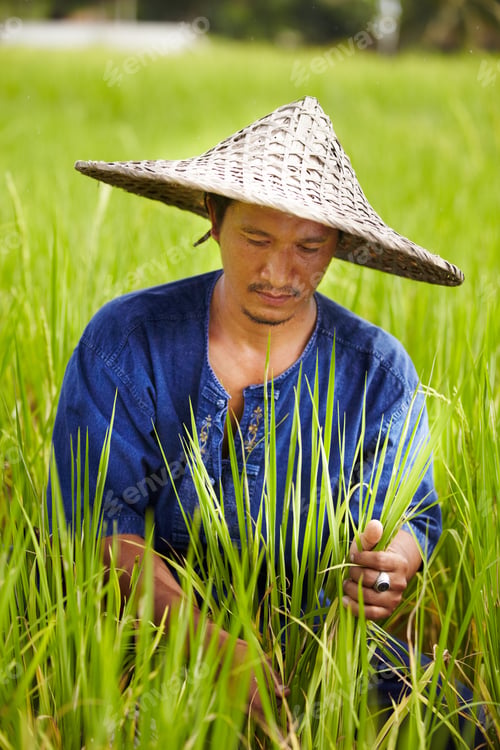Preview: A rice farmer in Thailand harvesting rice wearing a traditional hat