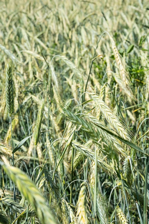 Preview: Barley Spikelets at Farm Field, Close Up.