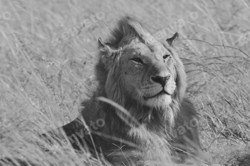 Preview: Gaze from the King of the Jungle