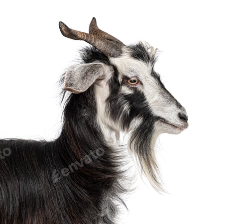 Preview: Female Nicastrese goat, domestic goat from calabria, italian goat, calabria, also name Jèlina