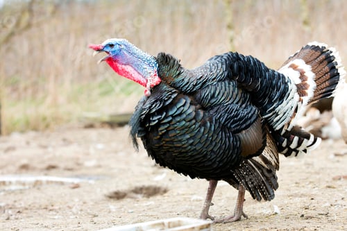 Preview: Turkey on the farm