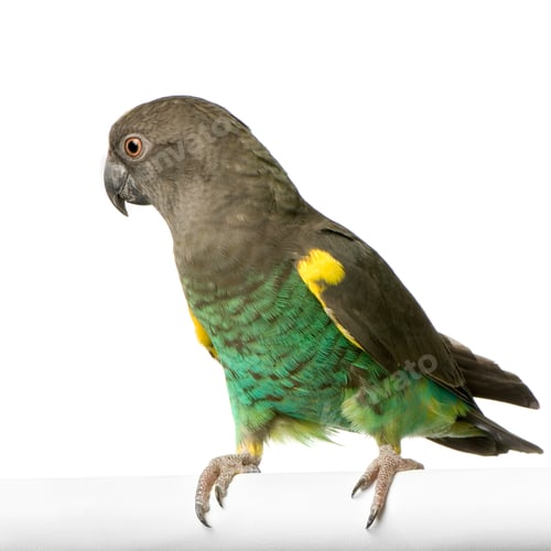 Preview: Meyer's Parrot - Poicephalus meyeri