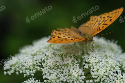 Preview: Gorgeous brown butterfly perched upon a white flower against a backdrop of lush green grass