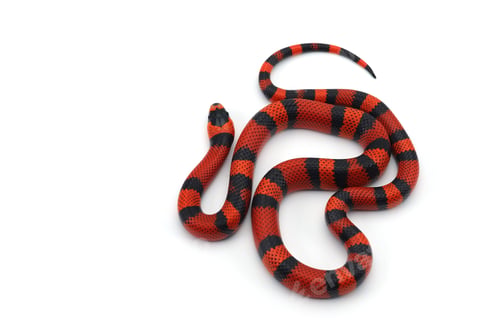 Preview: Red-black Milk snake isolated on white background