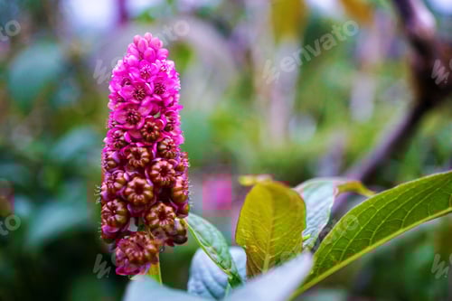 Preview: Flowers, Plants, Garden, Spring, dandelion, Green, Purple