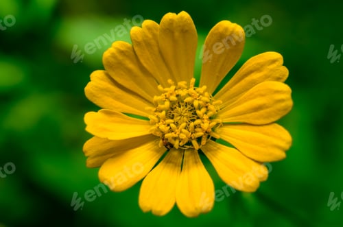 Preview: Single flowered Zinnia isolated against a blurred green background, close-up macro shot.
