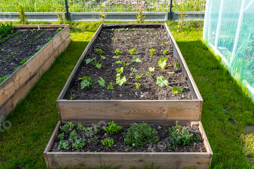 Preview: Vegetable Garden with Lush Green Plants Growing
