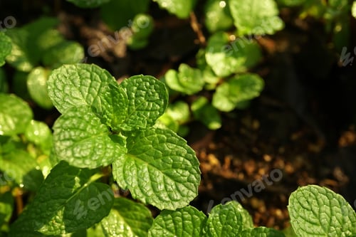Preview: Kitchen Mint, Marsh Mint In Vegetable Garden