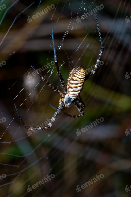 Preview: Spider, Argiope bruennichi