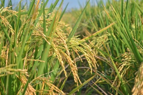 Preview: Ear of rice close up