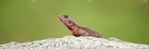 Preview: Flat-Headed Rock Agama (Agama Mwanzae) in the Serengeti National Park, Tanzania