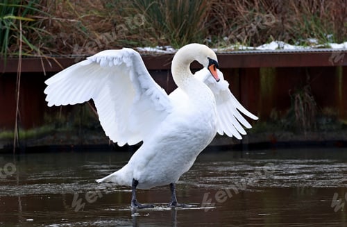 Preview: Magnificent mute swan flapping its snow white wings.