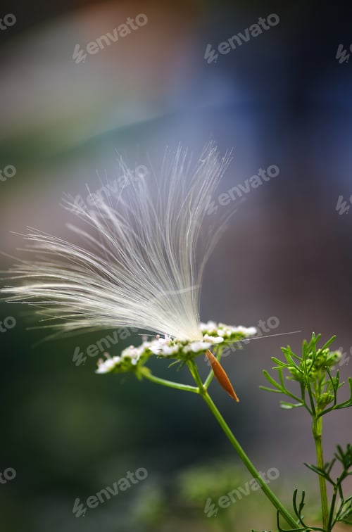 Preview: Fluff seeds float with the summer breeze