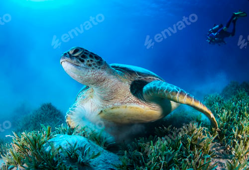 Preview: Big green sea turtle swimming among colorful coral reef in dark clear water