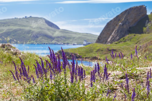 Preview: Heather, sea and mountains in the background. Cloudy sky