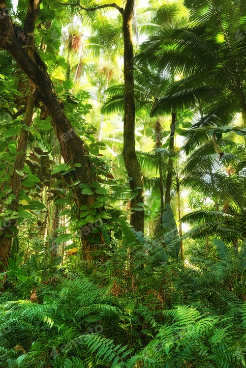 Preview: Wild wonders - trees of the jungle