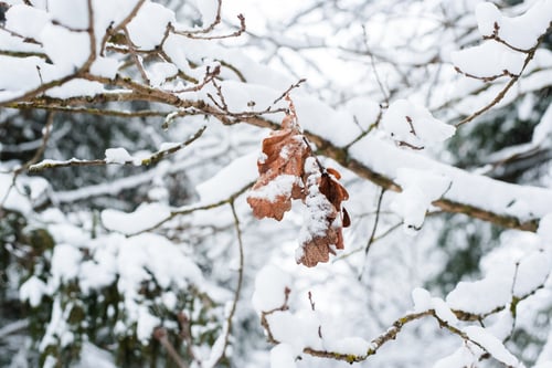 Preview: Winter mood. Dried oak leaves on a branch in the winter forest