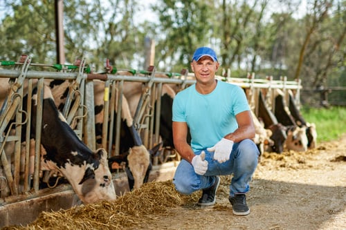 Preview: Farmer Is Working On Farm With Dairy Cows.