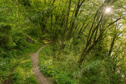 Preview: Path through the magical spring forest