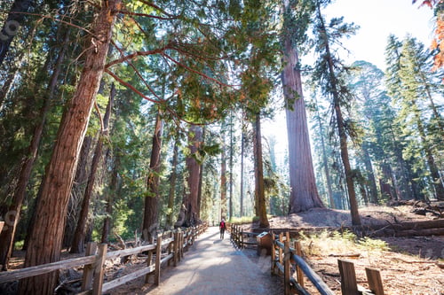 Preview: Sequoia