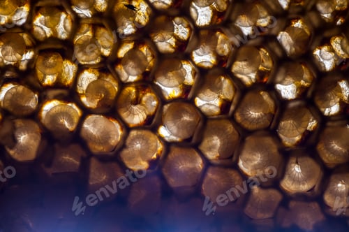 Preview: Texture and pattern of honeycomb, Abstract background