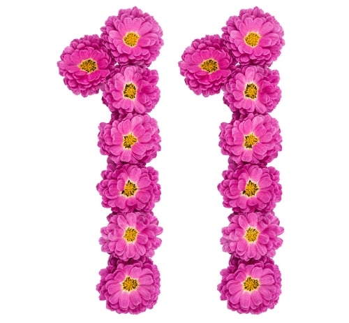 Preview: Arabic numeral 11, eleven, from flowers of chrysanthemum, isolated on white background
