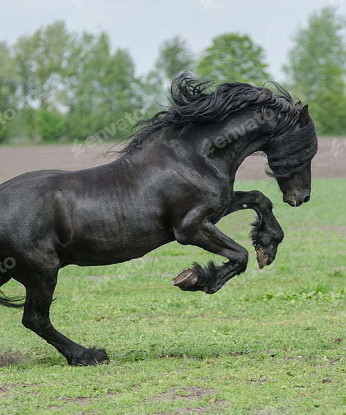 Preview: horse, mare, wilderness, stallion