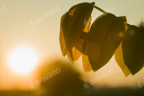 Preview: Close-up of growing apple tree brunch with big dark shiny green leaves on blurred misty background
